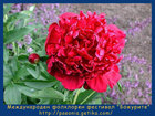 Божур - Paeonia lactiflora